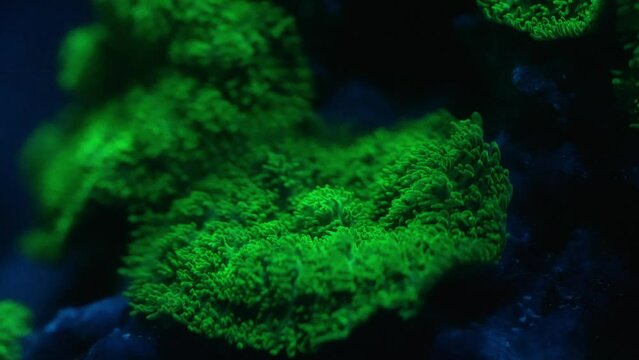 Green carpet coral inside coral reef aquarium