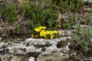 wild yellow flowers on the rocks in early spring