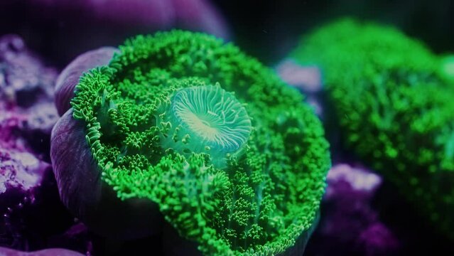 Timelapse Green Carpet Coral Timelapse opening coral reef in aquarium