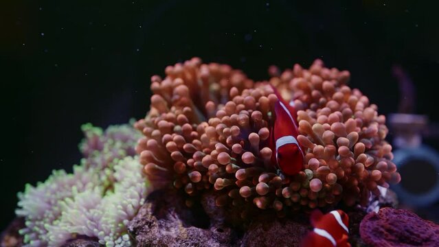 Clown Fish subfamily Amphiprioninae in the family Pomacentridae making home on maroon anemone