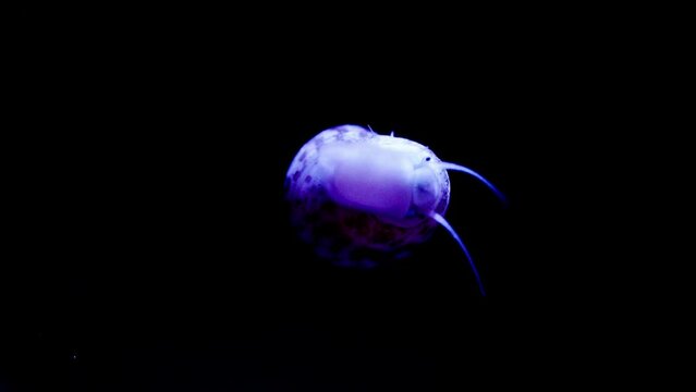 cute little snail walking inside coral reef aquarium