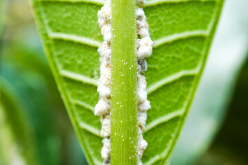 Mealy Bugs on unhealthy frangipani leaves due to pests or diseases are caused by insects, fungi, bacteria or viruses. Concept for farming, agriculture, plant cultivation, pest prevention control.