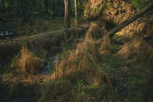 delicate light and shadows fall across dried vines covering fallen trees in a forest