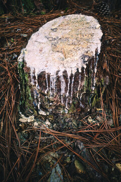 white sap oozing from a cut stump in the forest
