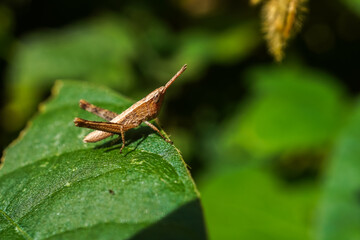 Macro photography of Short-winged green grasshopper (Dichromorpha viridis) perched on plants leaf. Empty blank copy text space.