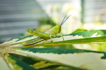 Macro photography of young green Javanese Bird Grasshopper nymphs (Valanga nigricornis) perched on plants leaf. Empty blank copy text space.