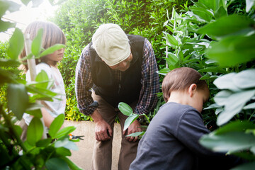 Grandfather with his grandchildren harvesting broad beans .