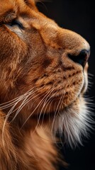 A close up of a lion's face in profile