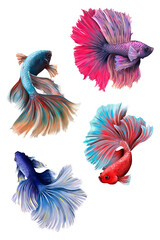 Beautiful betta fish collection design element