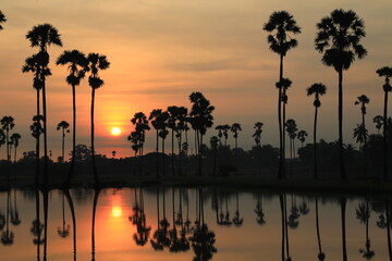 Sugar palm tree or Toddy palm field in morning beautiful sunrise at Sam Khok district Pathum Thani...