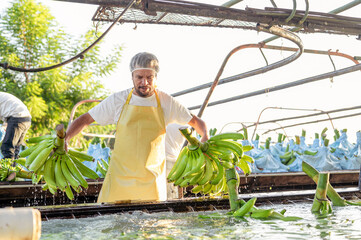 Operator washing bananas in the packing house.