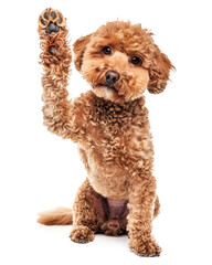 Poodle dog giving high five isolated on transparent background