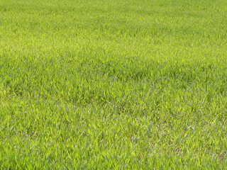 Close up of green grass as nature background.