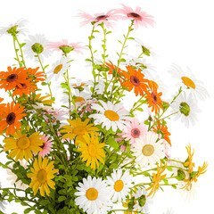 Small bouquet of wildflowers daisies chamomile isolated on white background - obrazy, fototapety, plakaty