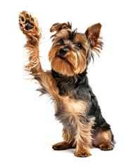 Yorkshire terrier dog giving high five isolated on transparent background