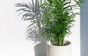 Chamaedorea or Areca palm plant leaves on the white background. Copy space