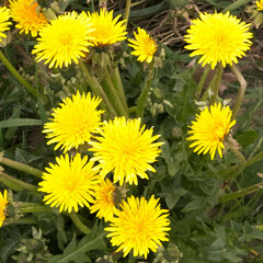 Dandelions are one of the first flowers of spring.