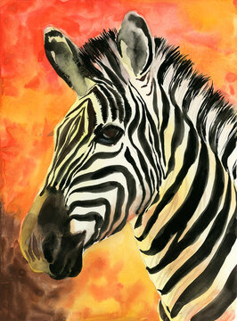 Watercolor illustration of a zebra with contrasting black and white stripes on a grey and brown background (This illustration was drawn by hand without the use of generative AI!)
