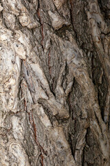 the texture of the layer of tree bark that is crusty or has a cracked or cracked texture