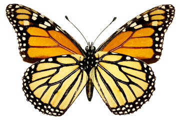 Vintage Monarch butterfly illustration design element