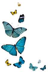 Vintage Common Blue butterflies set illustration