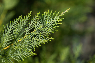 Fresh green tuja branch with green bokeh background, macro close up. Thuja occidentalis - obrazy, fototapety, plakaty
