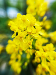 flowering bush with tiny yellow flowers