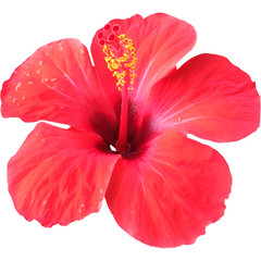 Tropical Red Hibiscus Flower Blossom Cut out. Macro of Chinese Hibiscus (Hibiscus rosa-sinensis) in...