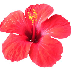Tropical Red Hibiscus Flower Blossom Cut out. Macro of Chinese Hibiscus (Hibiscus rosa-sinensis) in full bloom cutout. China rose or Hawaiian hibiscus flower closeup isolated on white background.