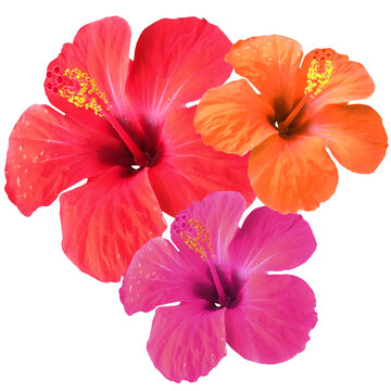 Fototapeta Three colored hibiscus flowers isolated on white. Red Chinese hibiscus (Hibiscus rosa-sinensis), and recolor to pink and orange cutout. Close-up of beautiful Hawaiian hibiscus flower