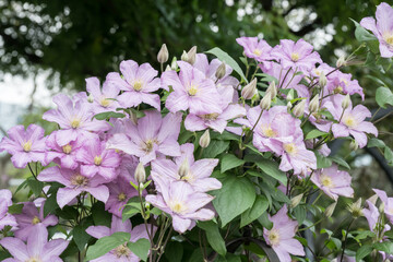 Beautiful Clematis flowers.
