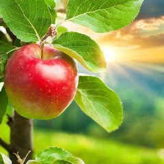 사과에는 식이섬유와 항산화 성분이 풍부하여 혈중 콜레스테롤을 낮추고 심장 질환의 위험을 감소시키는데 도움을 줄 수 있습니다.