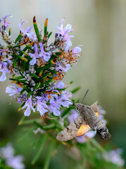 A Hawk Moth (Hummingbird) hovers over a lilac flower and drinks nectar with its proboscis - obrazy, fototapety, plakaty