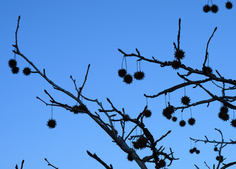 Silhouettes of cones on a sycamore tree against the blue evening sky