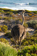 Curious Ostrich