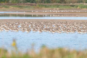 Wading birds at Frampton Marsh Nature Reserve, Lincolnshire, England