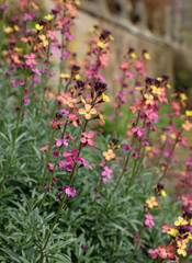 Bed of Peach-flowered wallflower blooms, Derbyshire England
