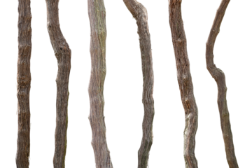 Collection of branches grapevine Isolated on transparent background. PNG File