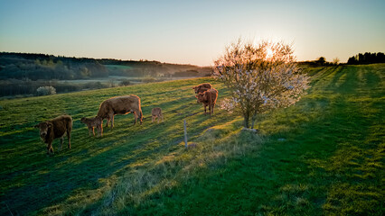 Danish cows on field