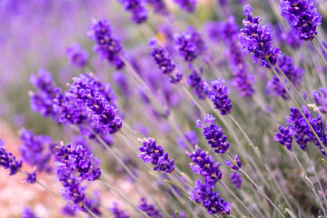 Purple lavender flowers bush. Flower in the field. Nature background. Grow a fragrant plant in the...