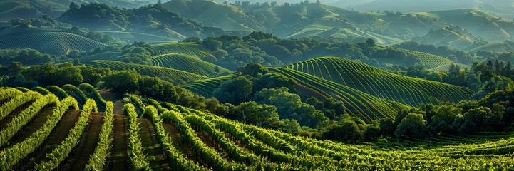 Foto auf Acrylglas Rolling Vineyards Panoramic view of lush vineyards rolling over gentle hills, the rows forming rhythmic patterns that invite the viewer to explore the depths of the scene © fourtakig