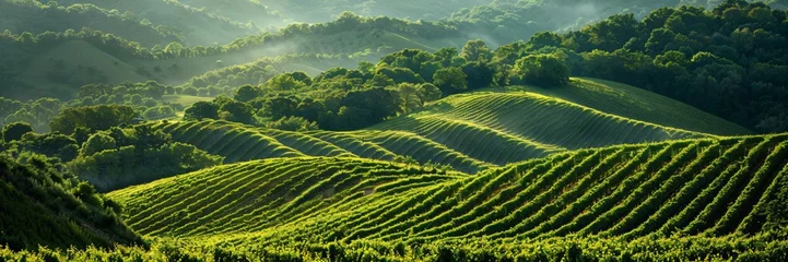 Fototapeten Rolling Vineyards Panoramic view of lush vineyards rolling over gentle hills, the rows forming rhythmic patterns that invite the viewer to explore the depths of the scene © fourtakig