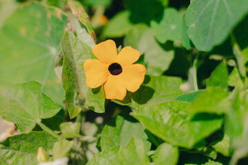 yellow flower and green leaves