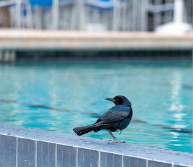 bird at the pool