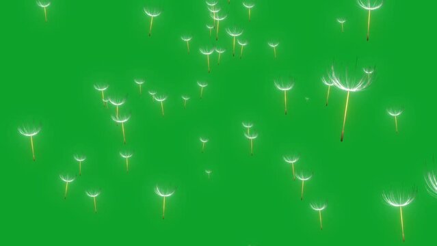 Animation of grass flowers floating in the summer breeze on a green background.