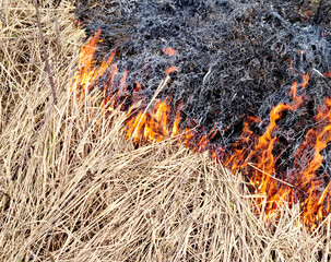 Dry grass on the ground in the fire. Natural background. - 789443086