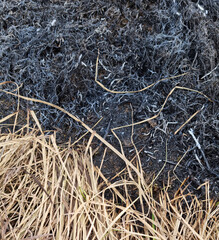 Dry grass on the ground after the fire. Natural background. - 789443203
