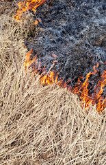 Dry grass on the ground in the fire. Natural background.