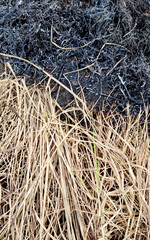 Dry grass on the ground after the fire. Natural background.