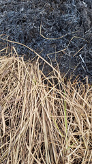 Dry grass on the ground after the fire. Natural background. - 789443262